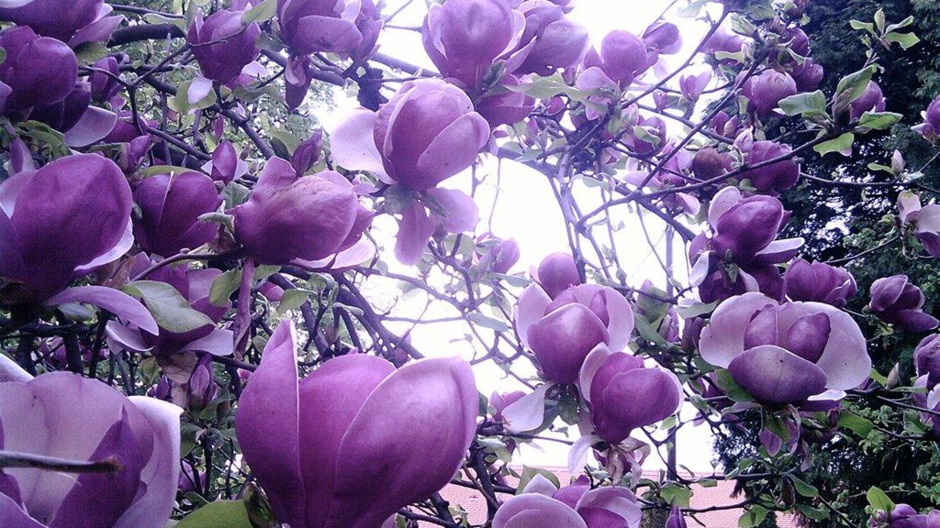 lilac magnolia wallpaper HQ Desktop Wallpapers
