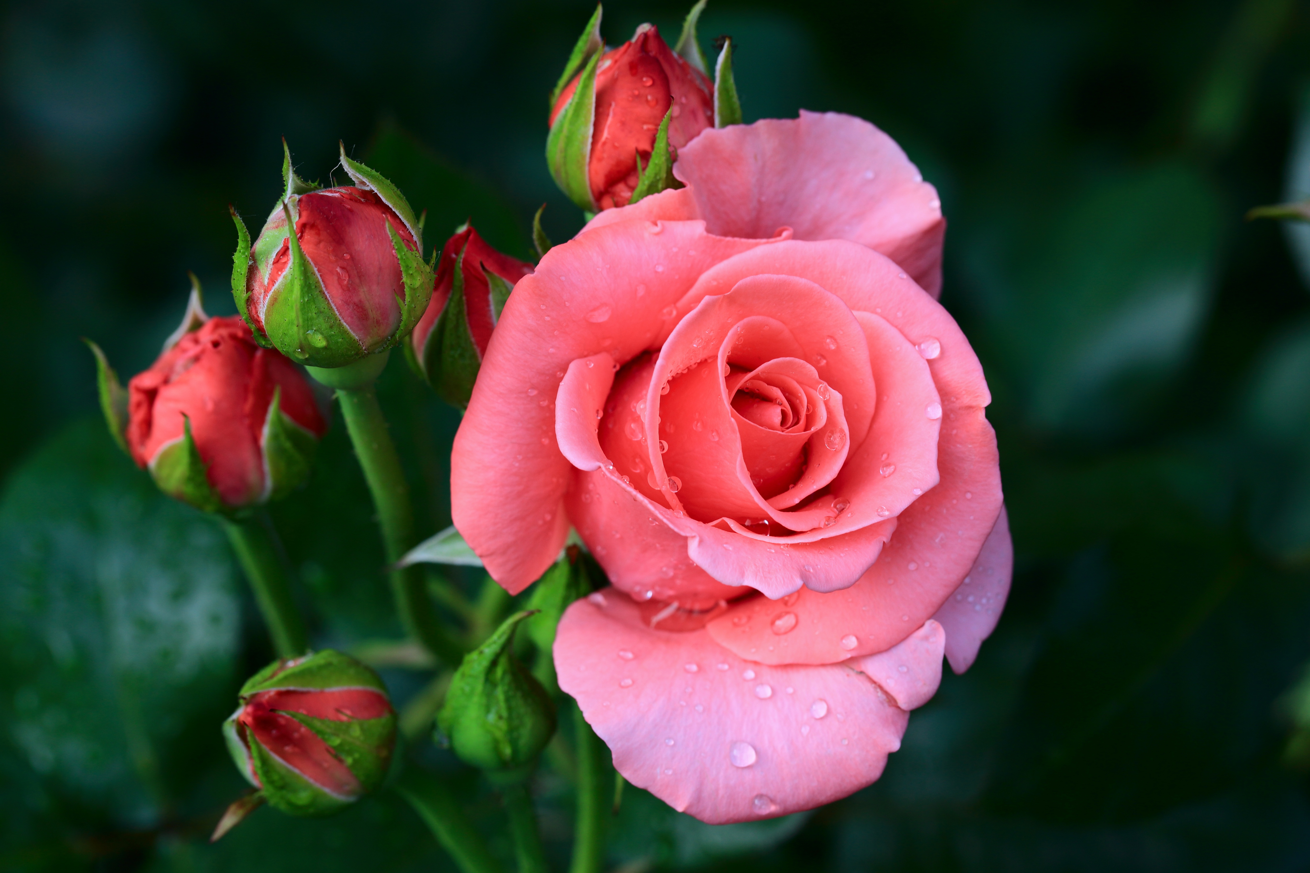 Close-up of a pink rose in bloom with water droplets, surrounded by rosebuds, against a dark green background