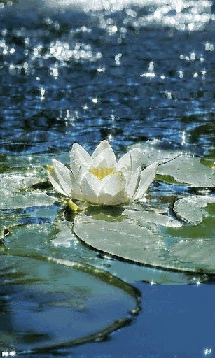 View bigger   Water Lily Live Wallpaper for Android screenshot