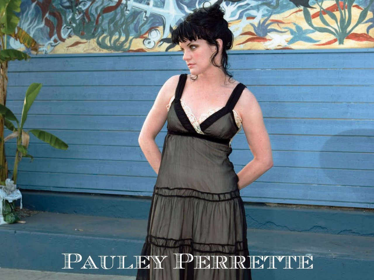 Pauley Perrette Photos Pictures Wallpaper
