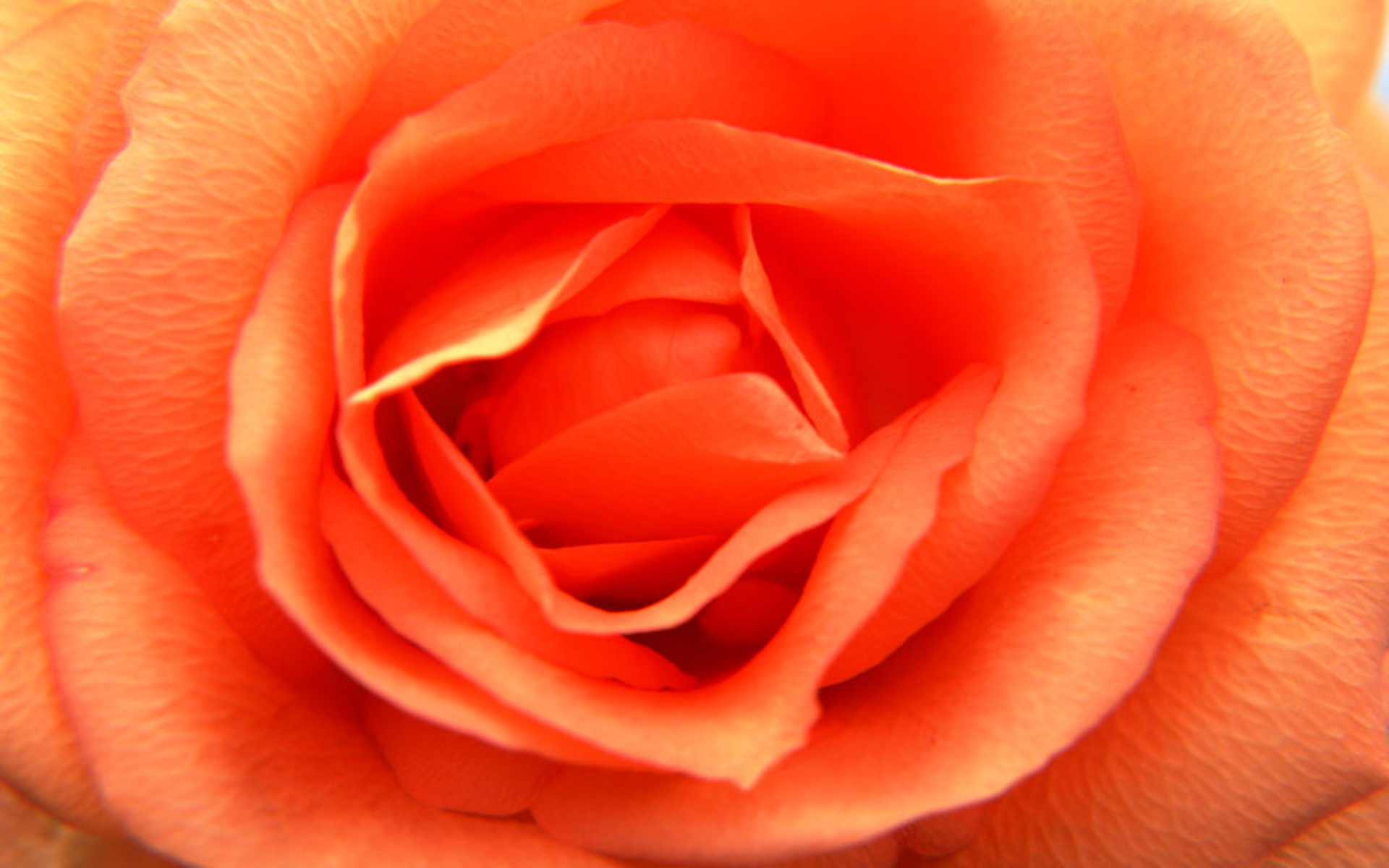 Orange Rose Image Pictures
