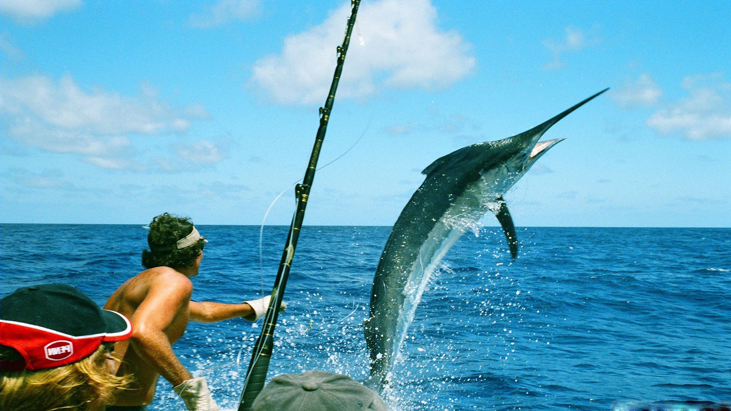 Sport Fish Wallpaper Top Background
