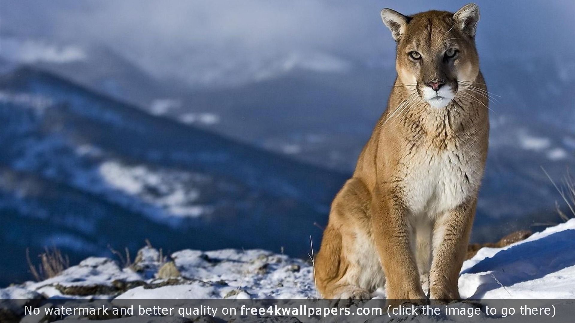 Mountain Lion Animal Desktop HD Wallpaper For Your Pc Mac Or Mobile