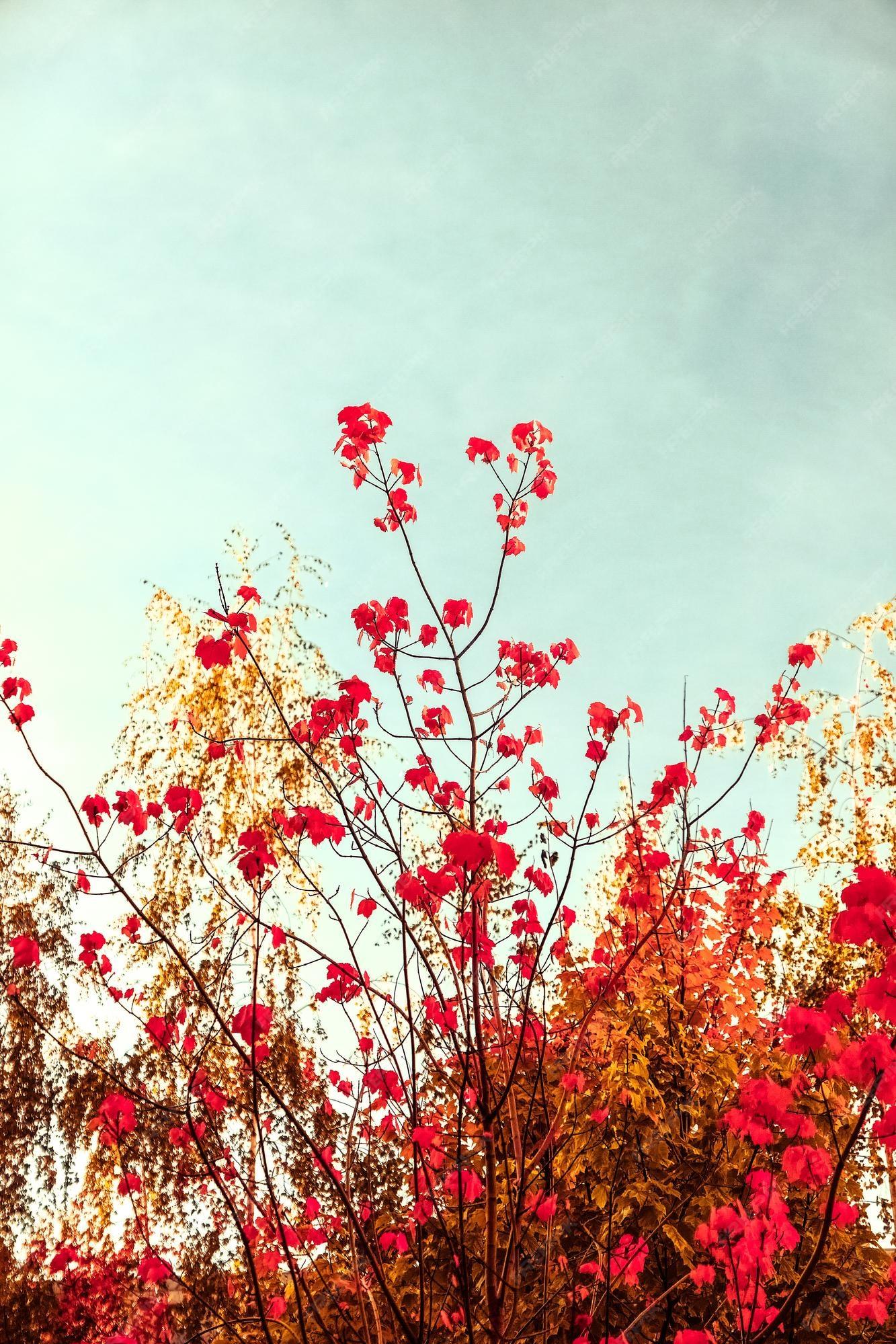 Premium Photo Beautiful autumn landscape background vintage