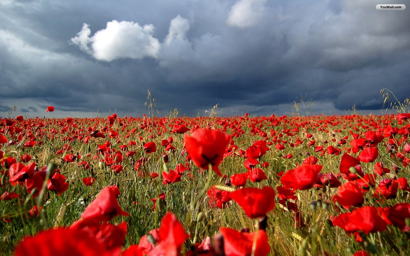Pic New Posts Wallpaper Poppies Design