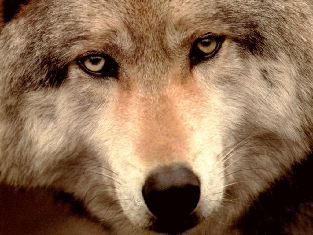 My Wallpaper Nature Wolf Face
