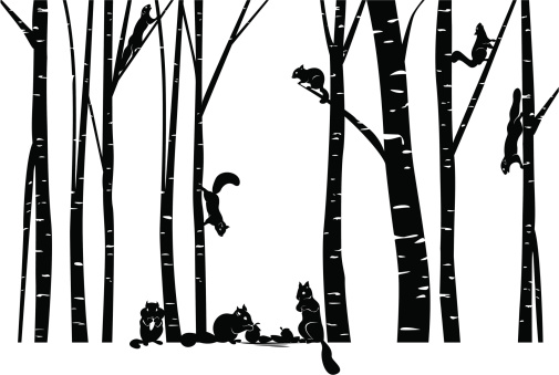 Family Of Squirrel In The Forest Vector Art Thinkstock