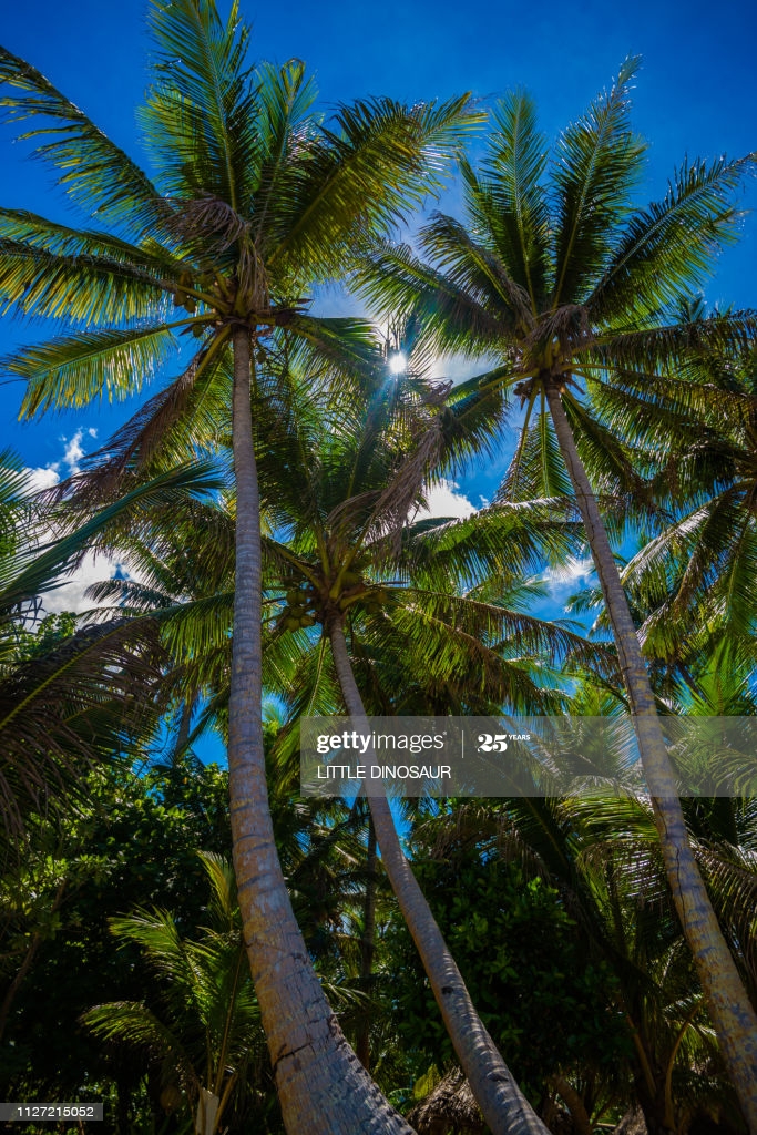 Palm Trees And Blue Sky Background Yap Micronesia High Res Stock