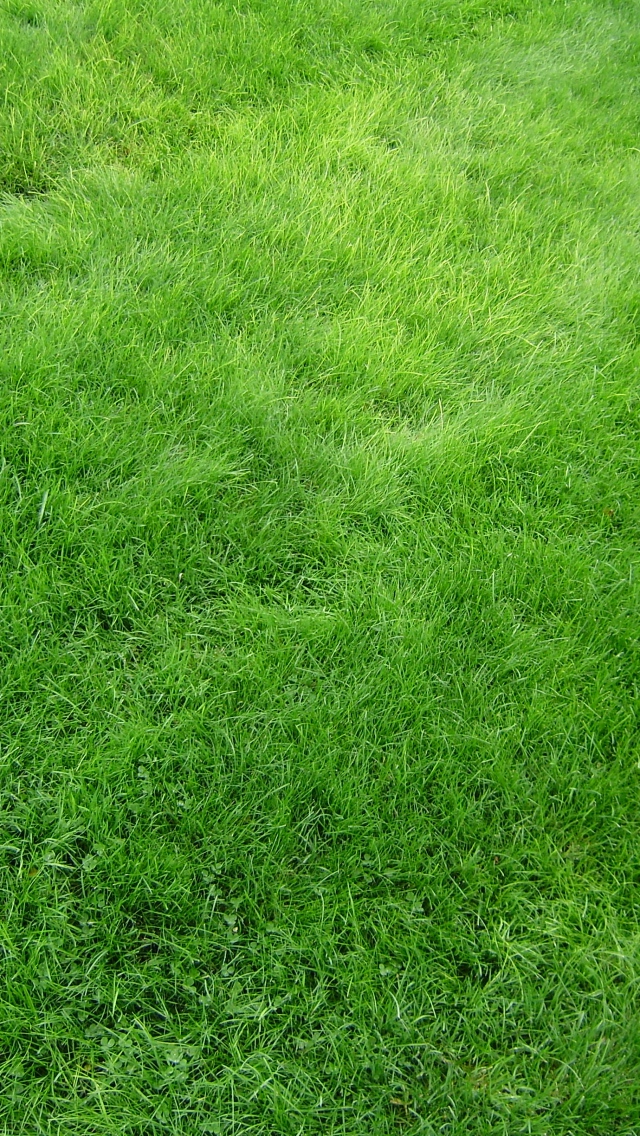 Texture Grass Field Green