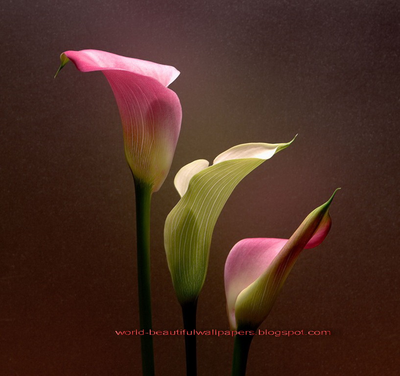 Beautiful Wallpapers calla lily flowers wallpaper 817x768