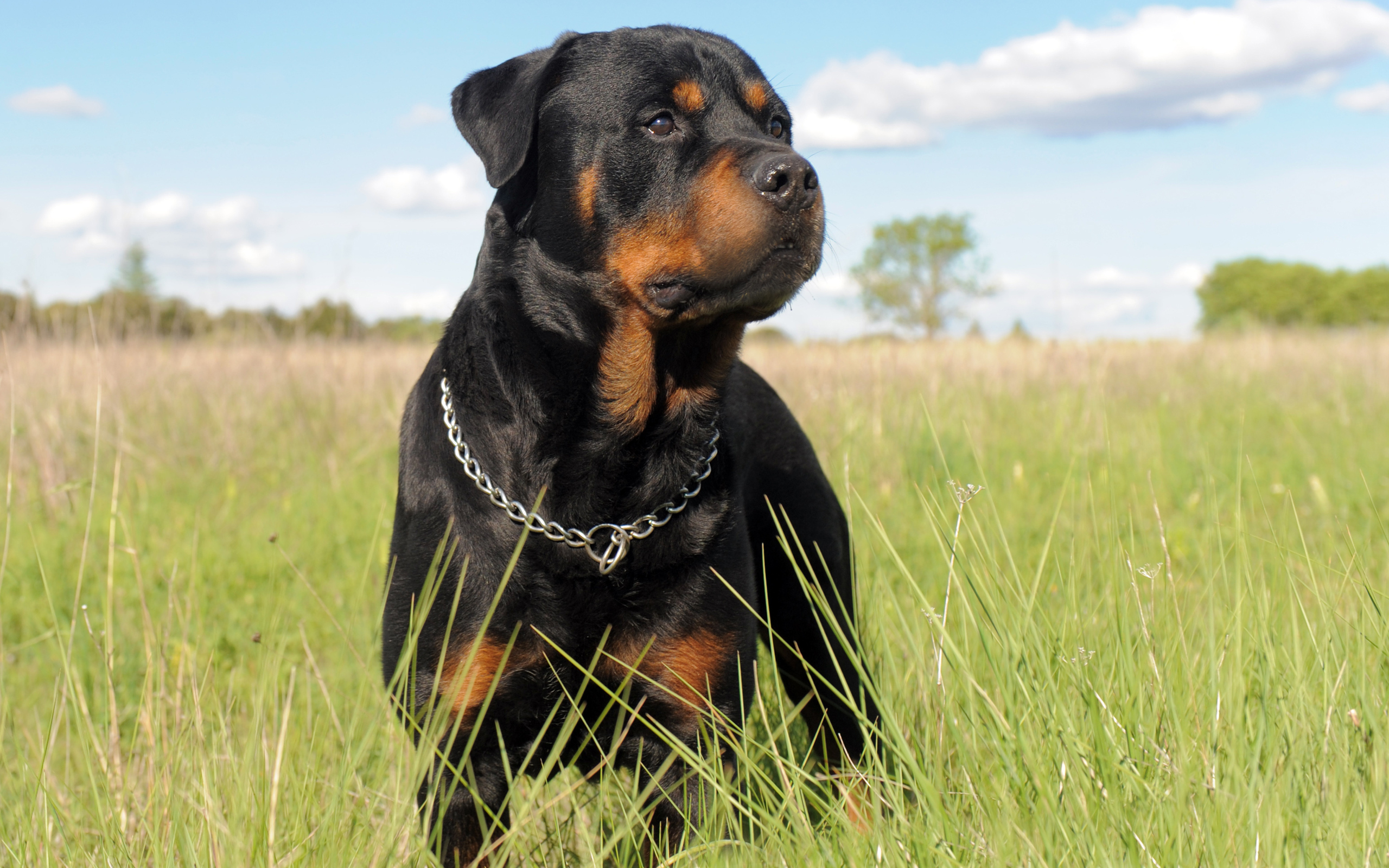 Rottweiler Wallpaper Pictures Image