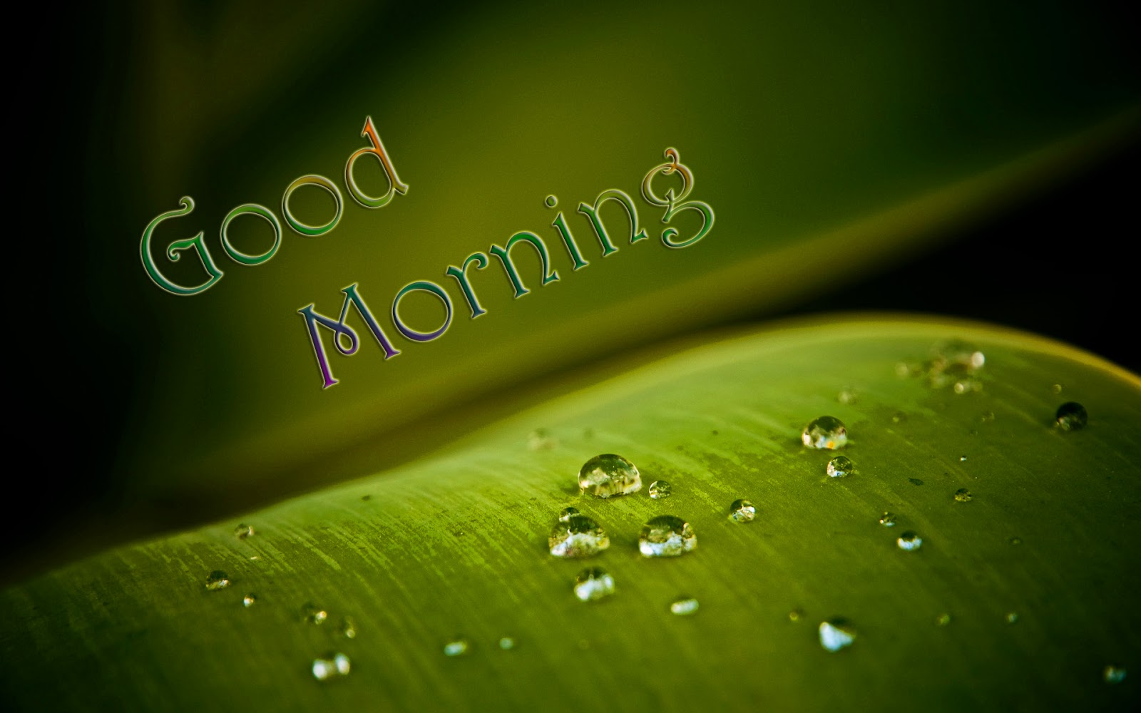 Free download Lovely and Beautiful Good Morning Wallpapers ...