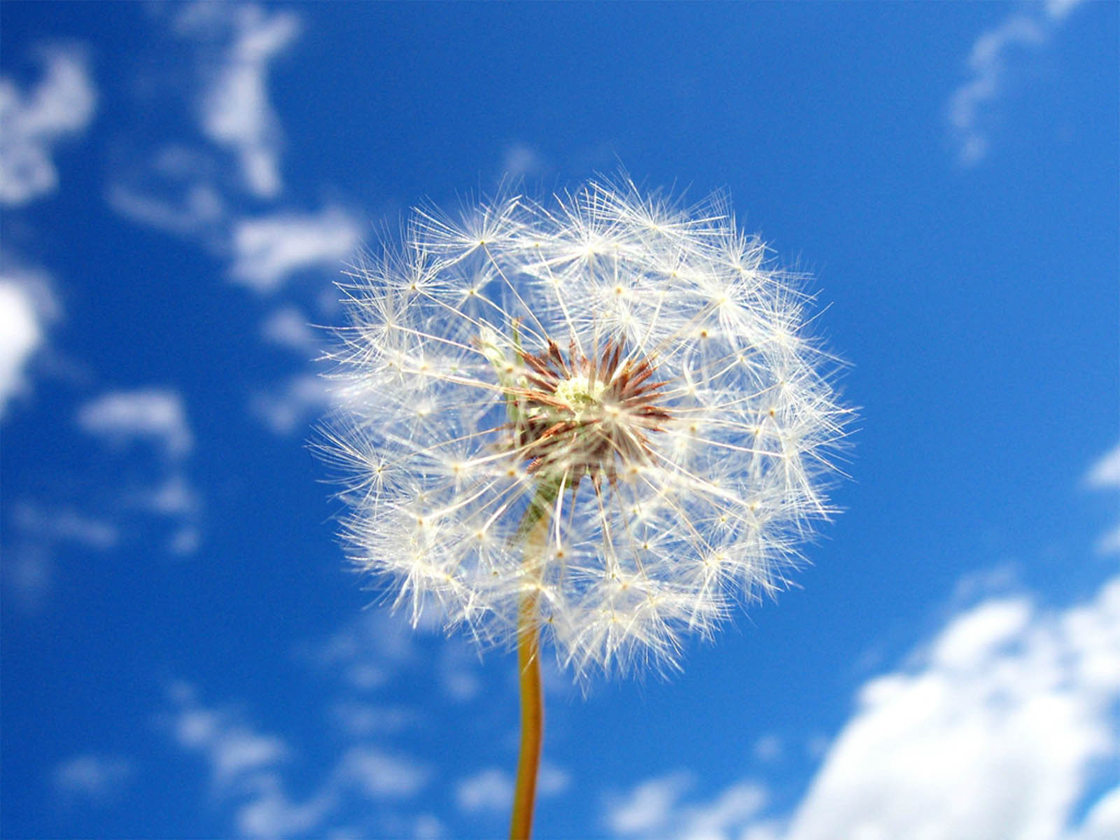 Tag Dandelion Flowers Wallpapers Backgrounds Paos Images and