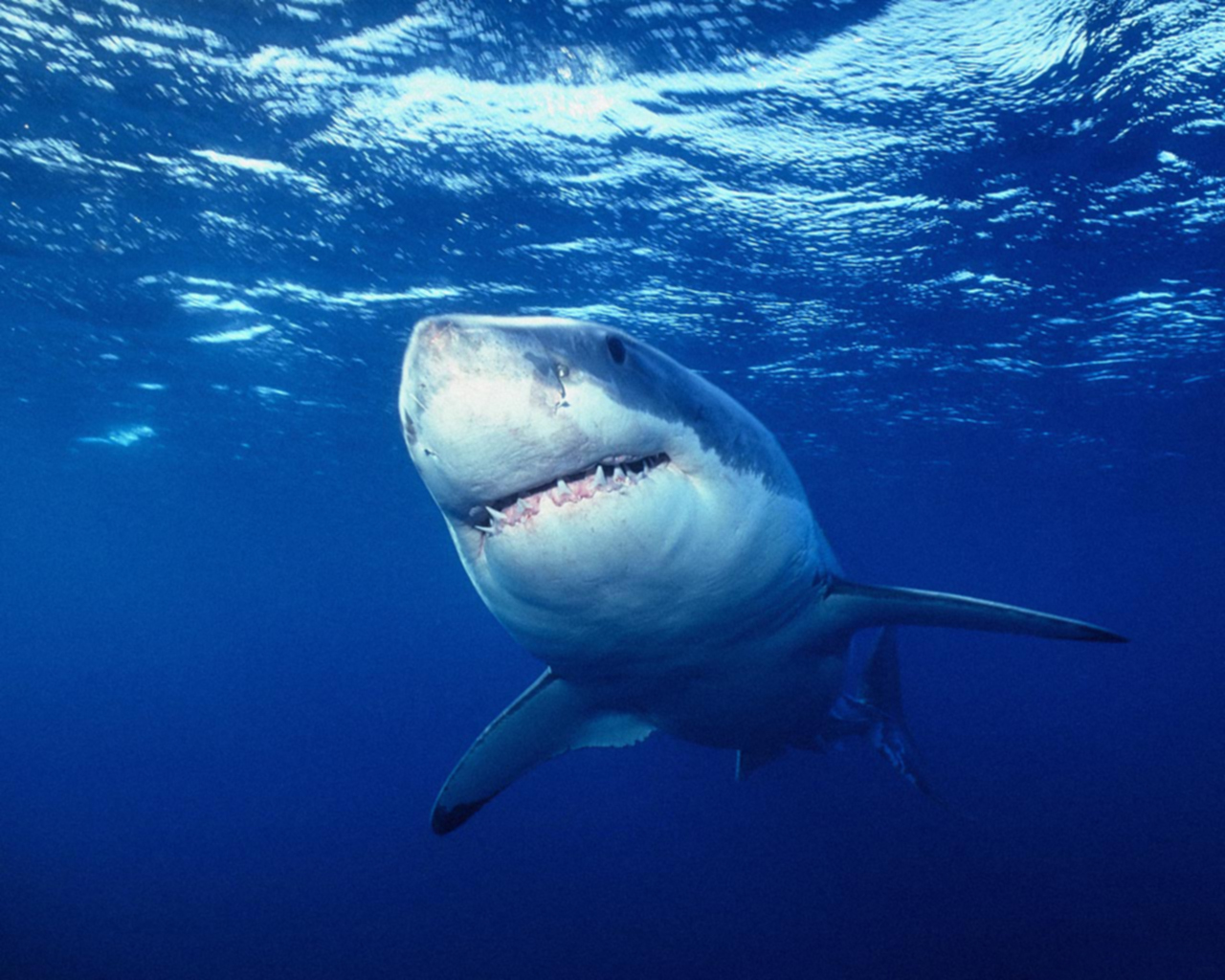 Great White Shark Wallpaper Front Teeth