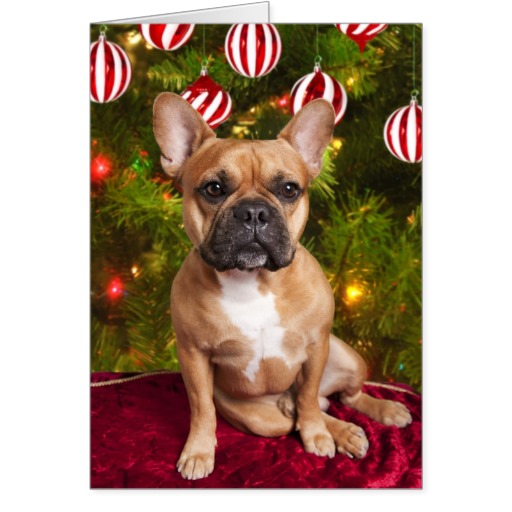 Funny Christmas Bulldog Pictures French Card