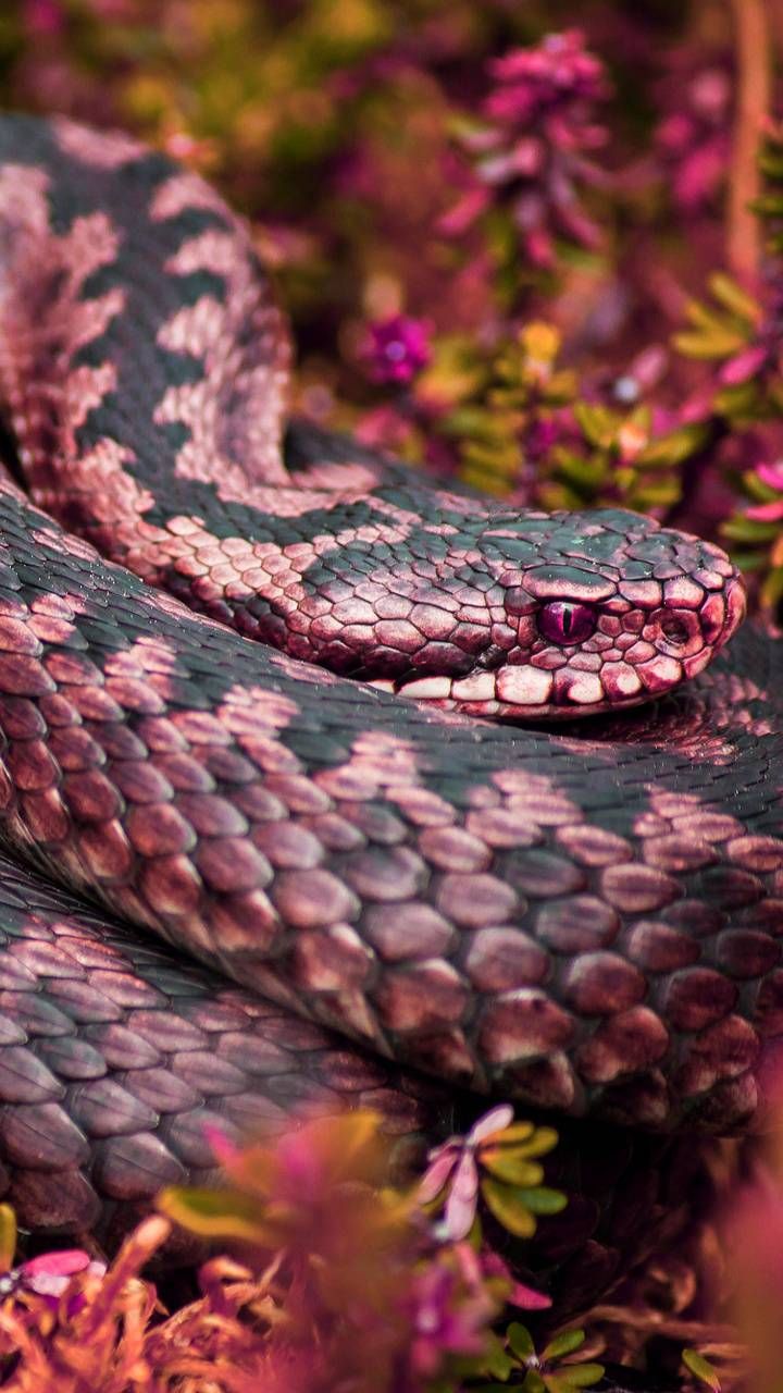 Pink Snake By Georgekev Wallpaper Colorful Snakes