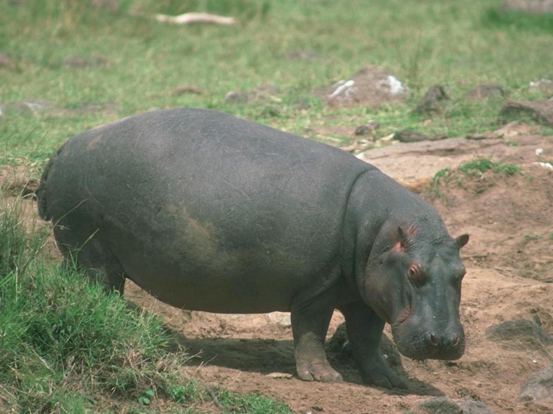 Hippopotamus Wallpaper Picture