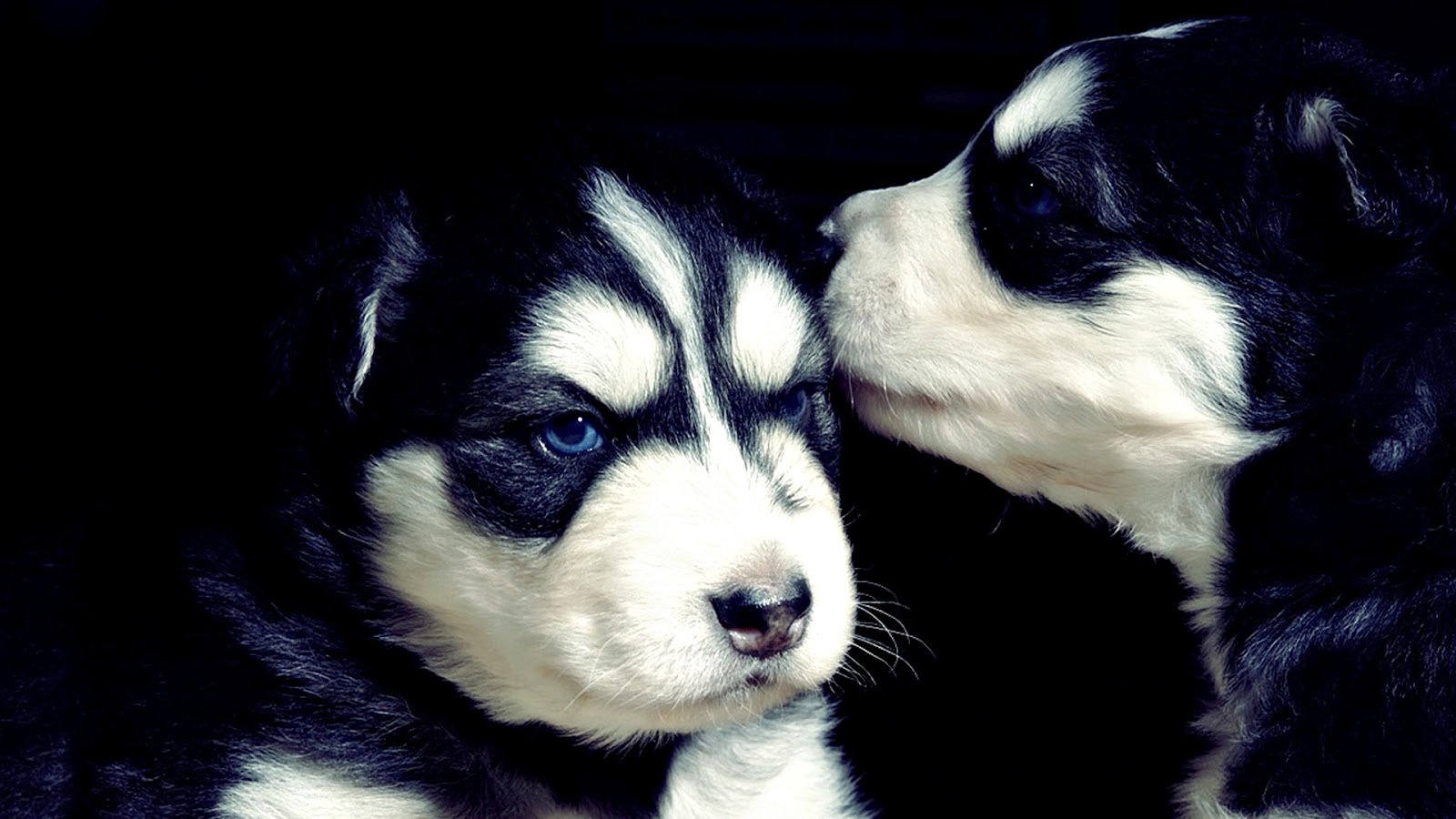 Black And White Dog Wallpaper Background Dogs