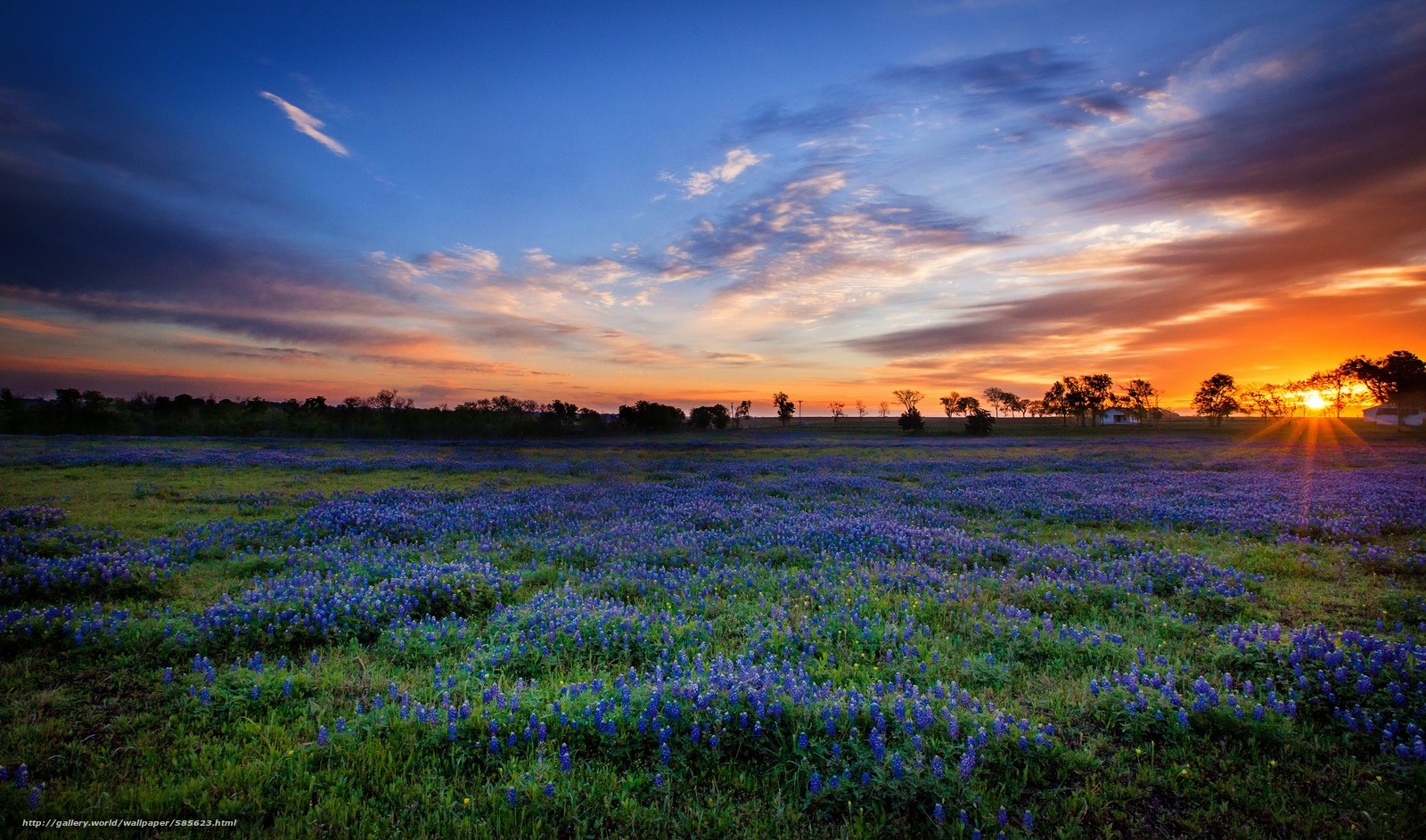 Wallpaper Texas Bluebons Sunset Field Desktop