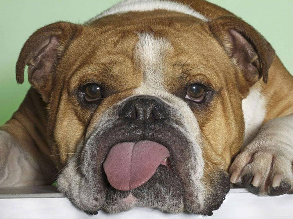 Big Playful Dog M52okojembk2o3ot Wallpaper
