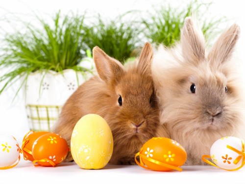 Year HD Wallpaper Colored Chilly Winter Easter Bunnies