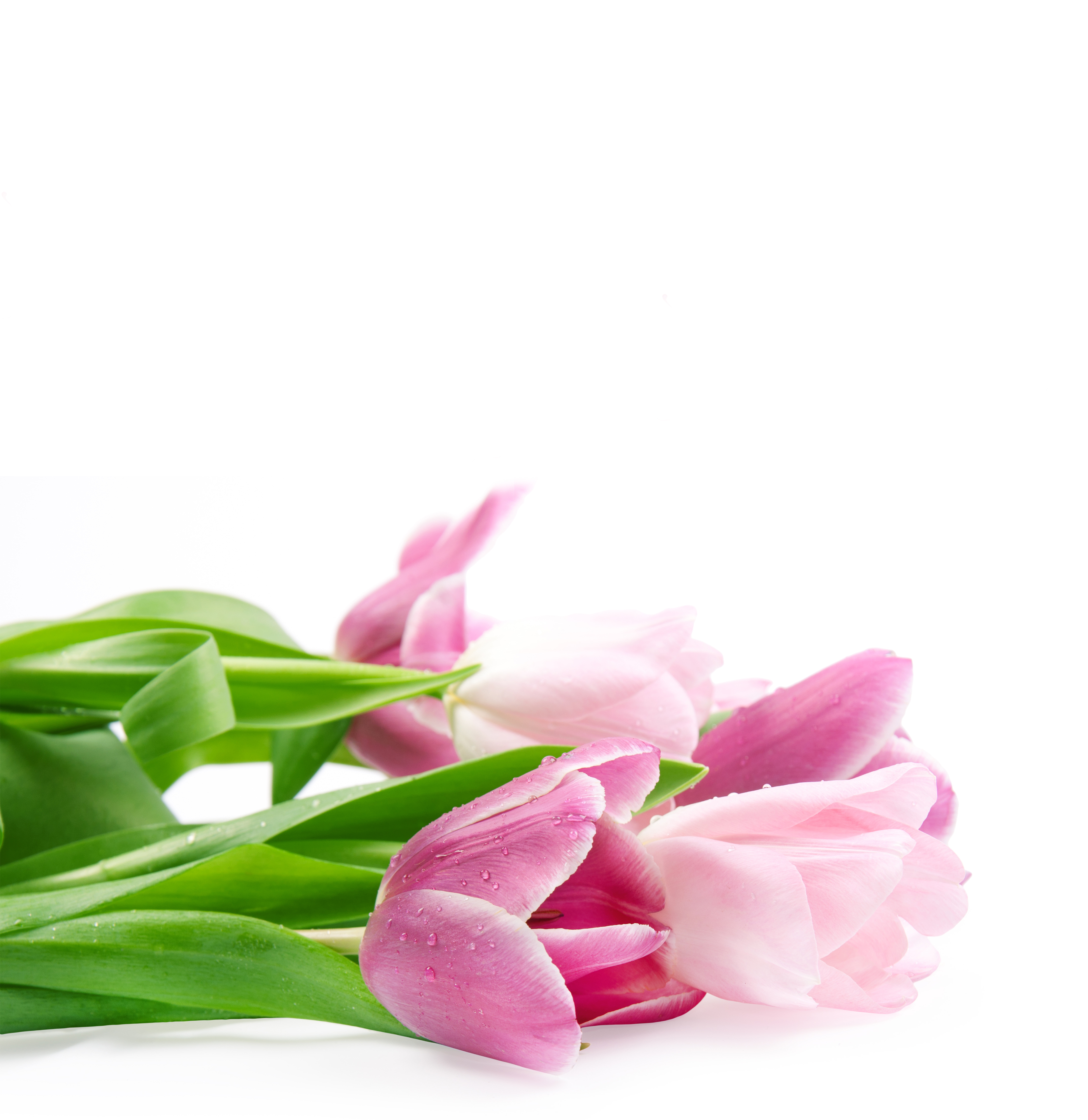 Pink Tulips White Background Gallery Yopriceville High
