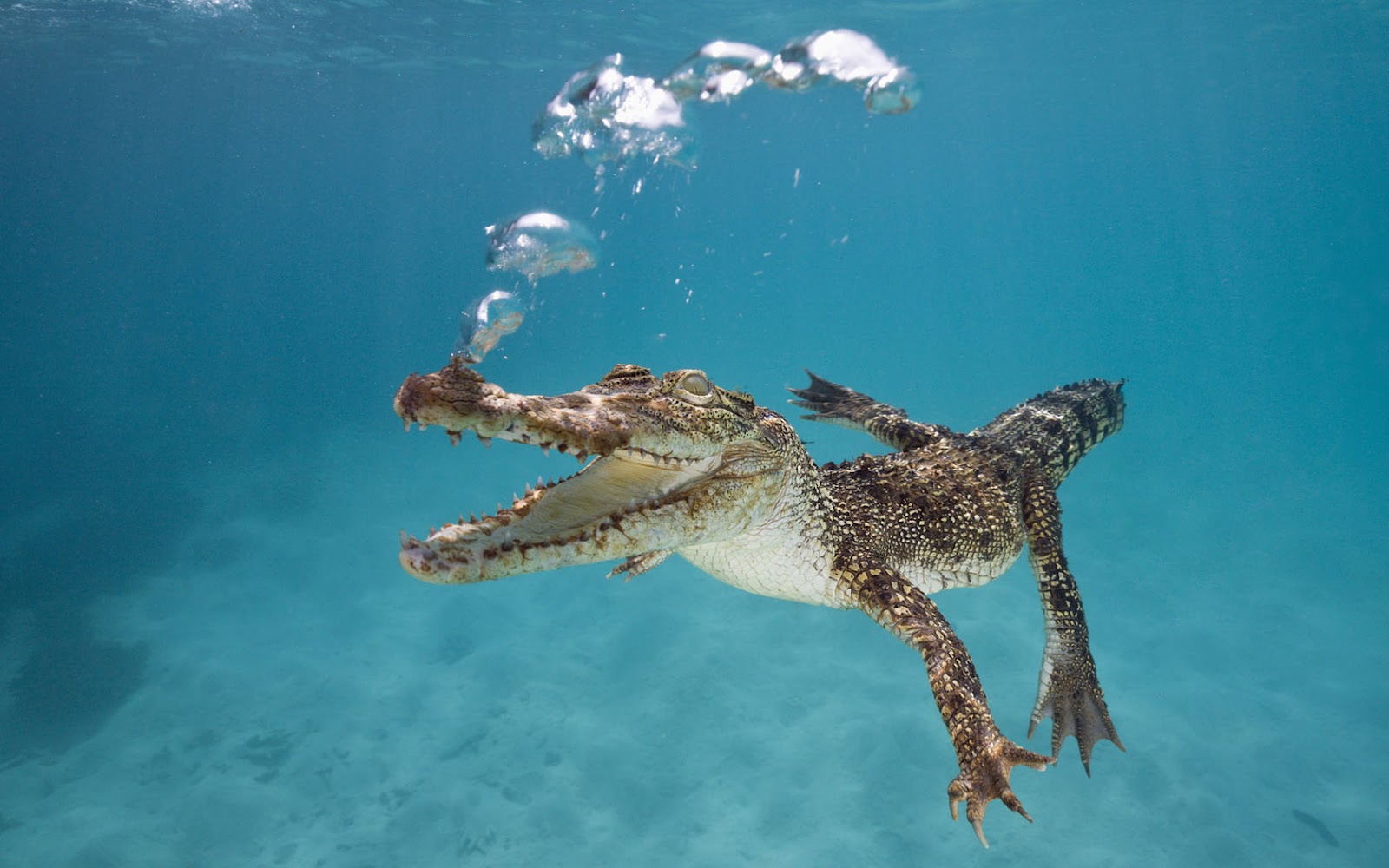 Wallpaper Of A Crocodile Swimming Underwater HD Crocodiles