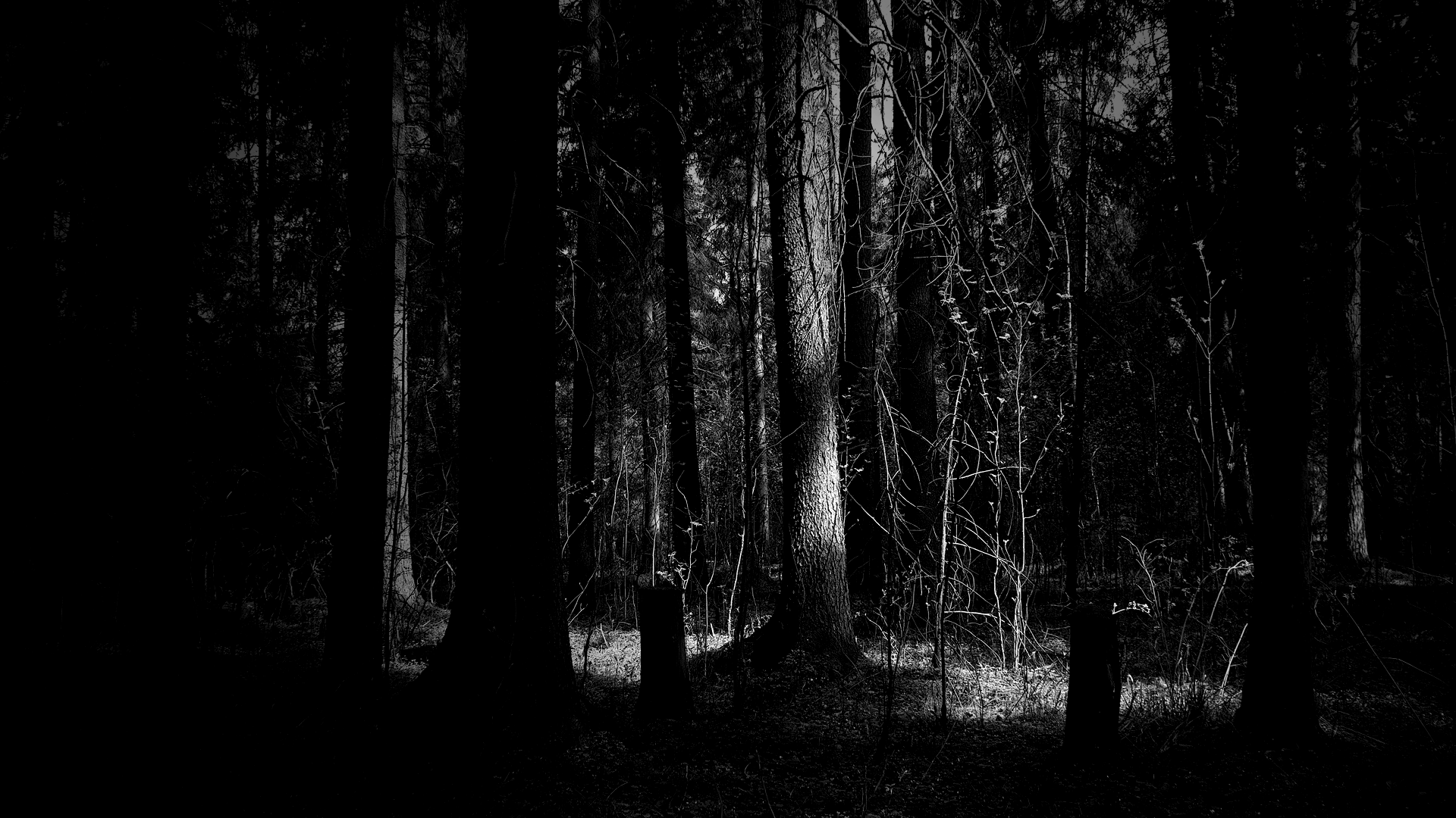 Dark Woods HD Wallpaper