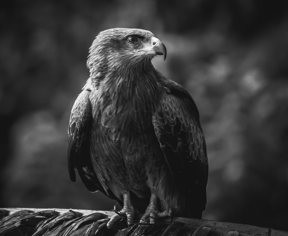 Grayscale Photo Of Eagle On Black And White Textile