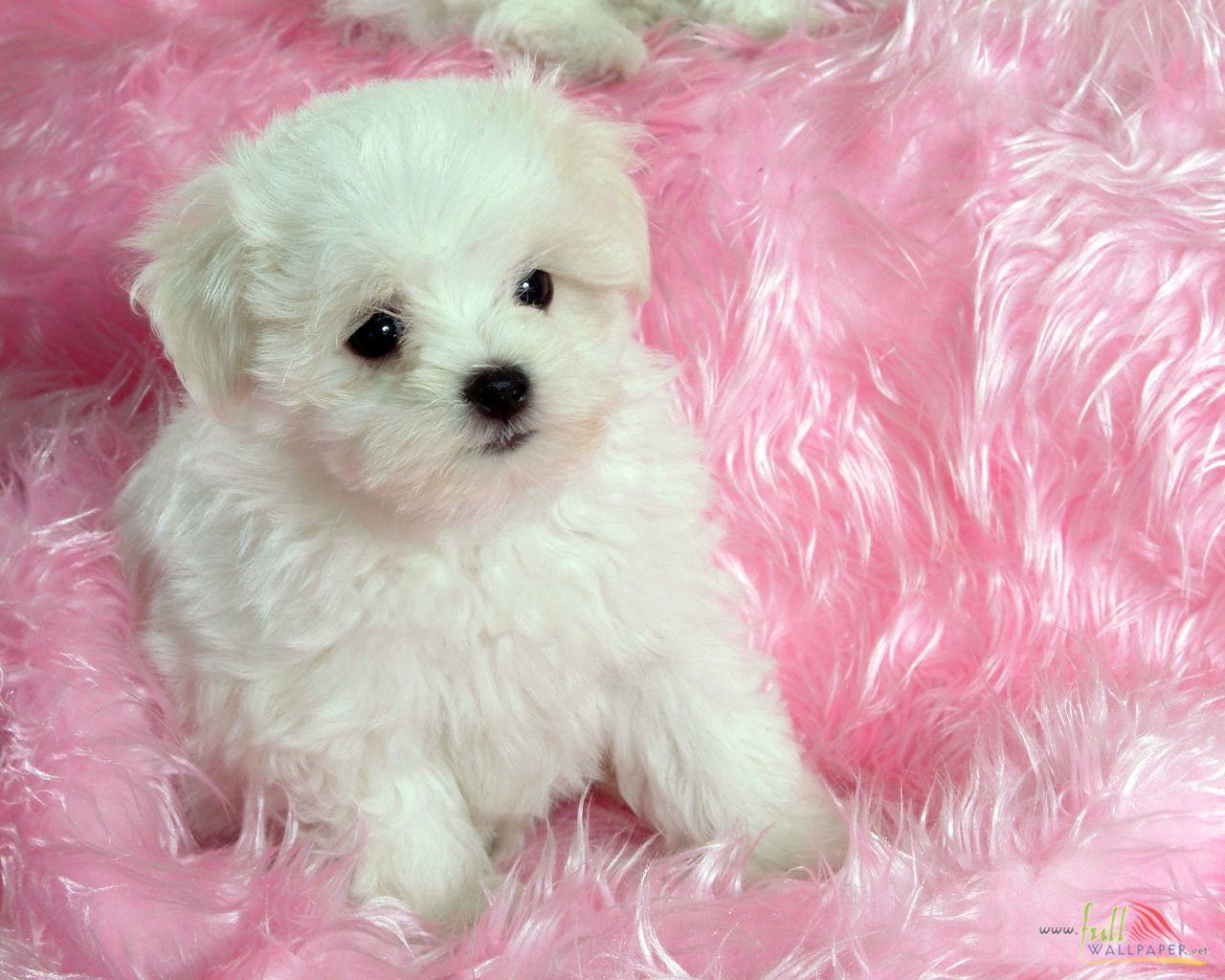 White Baby Dog   Wallpaper 15314