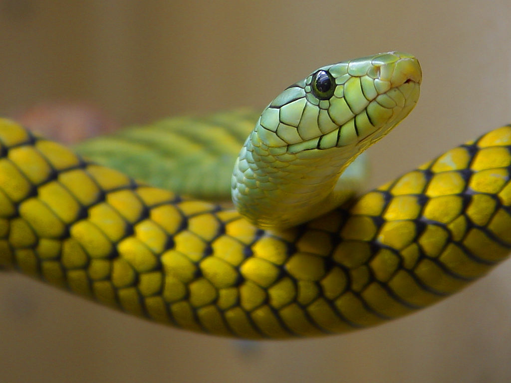 Anaconda Snake Wallpaper Sa