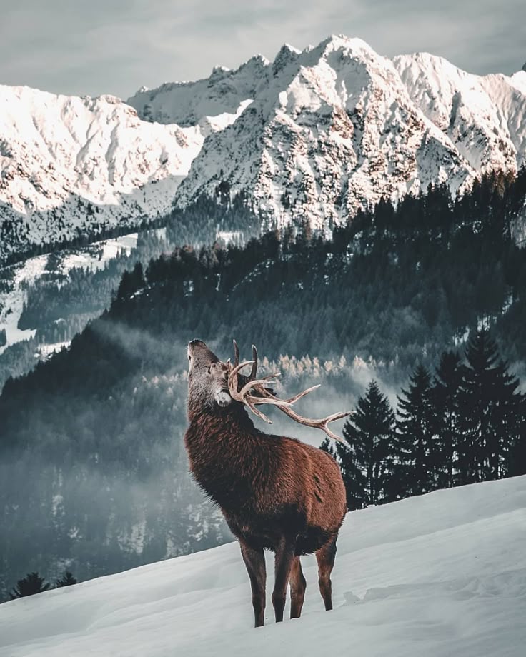 Snow Aesthetic Wallpaper