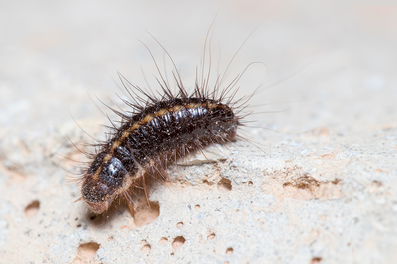 Treating For Carpet Beetles At Cindy Larson Wallpaper