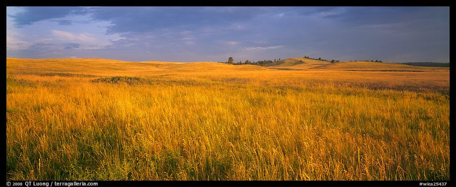 Prairie grasses at sunrise Wind Cave National Park South Dakota USA 926x381