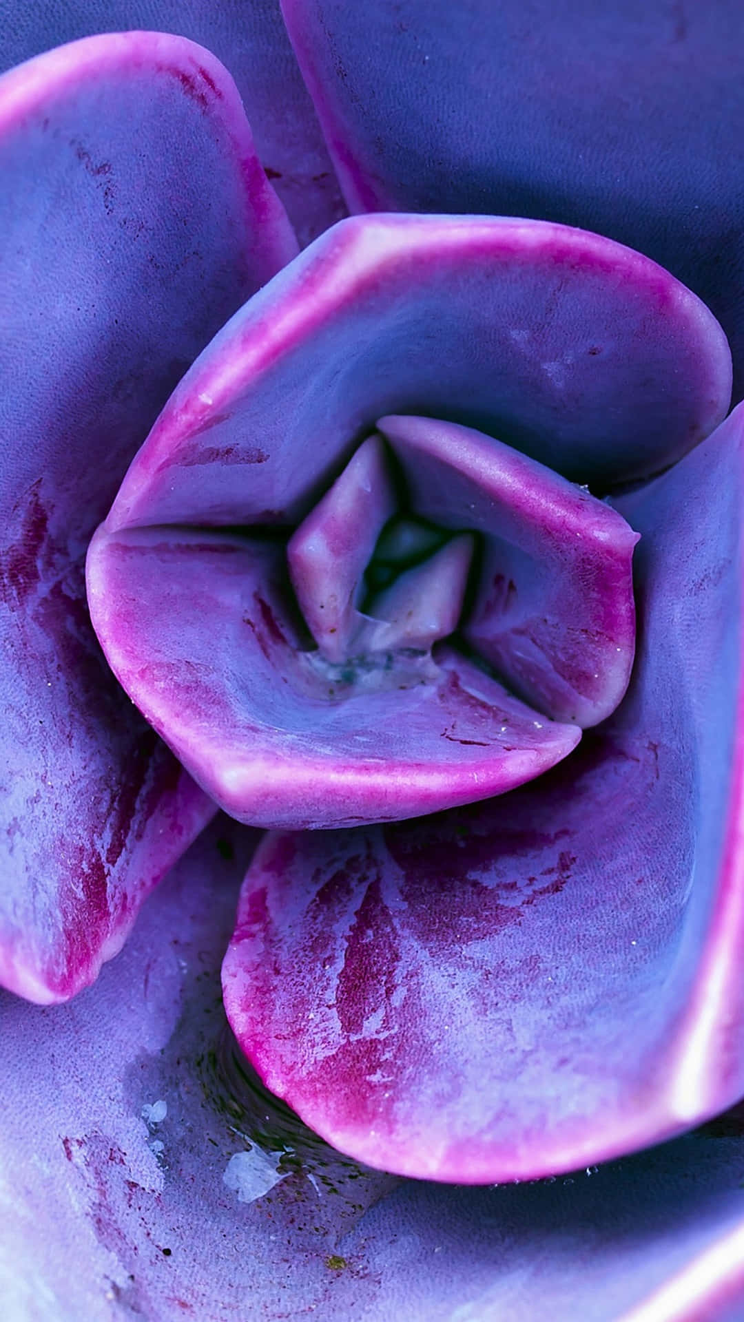 Purple Succulent iPhone Close Wallpaper