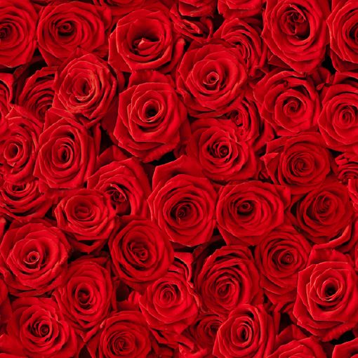 Bright Red Roses Removable Wallpaper Apartment Ideas