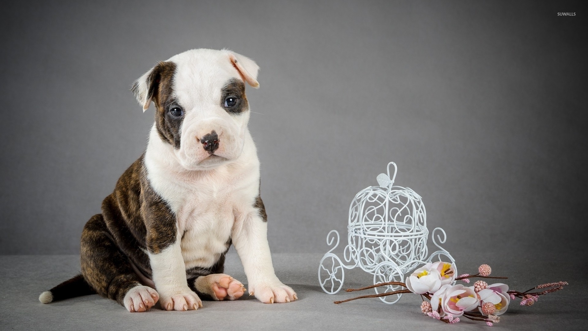 Cute Pitbull Puppy Wallpaper Animal