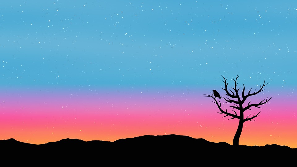 Sky Tree Sunrise Image On
