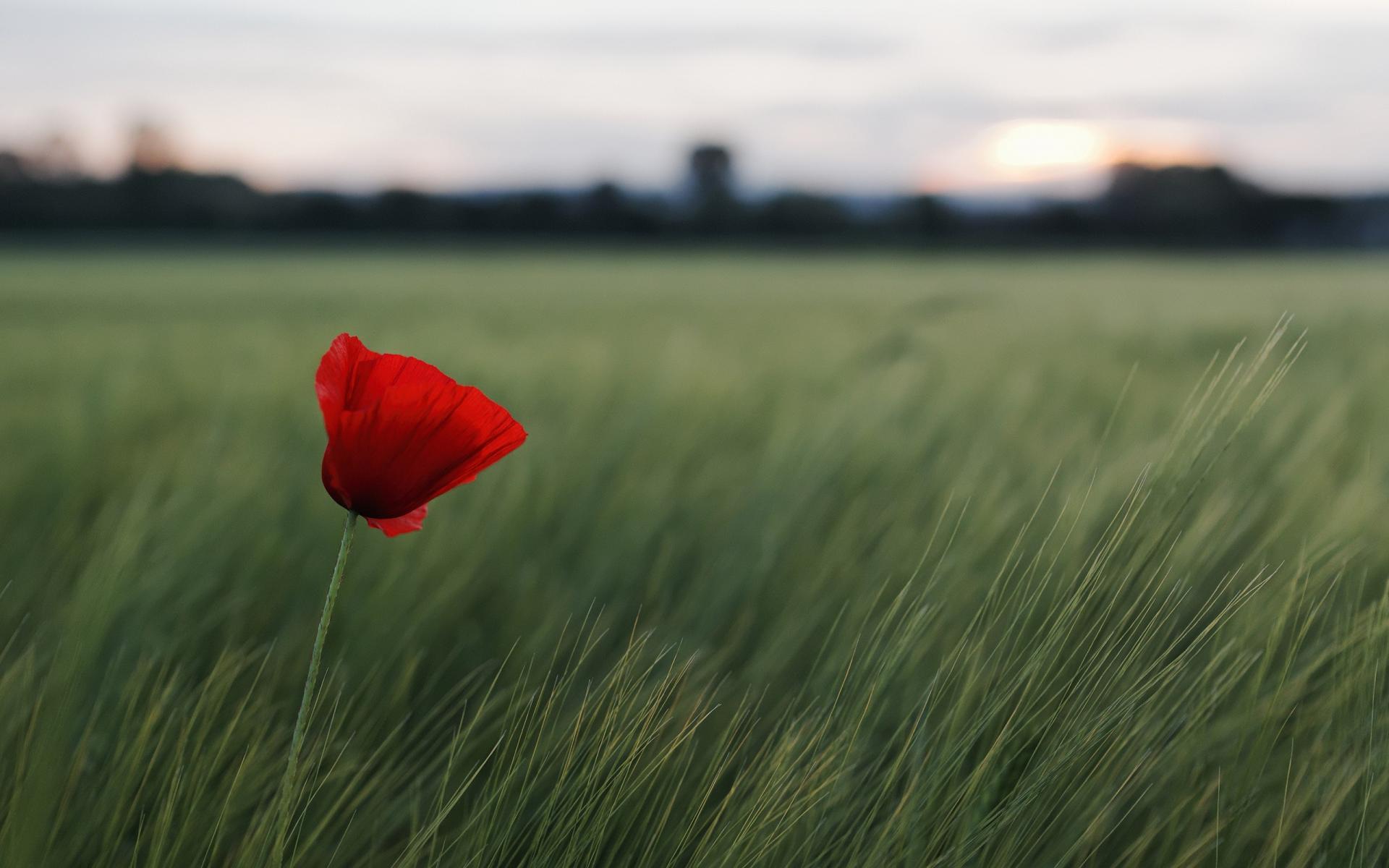 Of Field Red Flowers Poppies Blurred Background Wallpaper