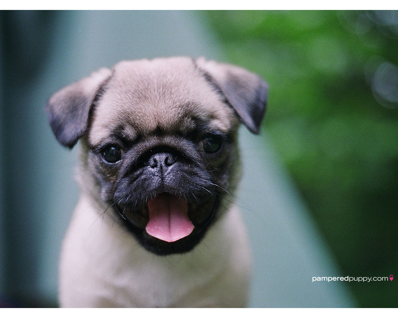 Cute Baby Pug Wallpaper