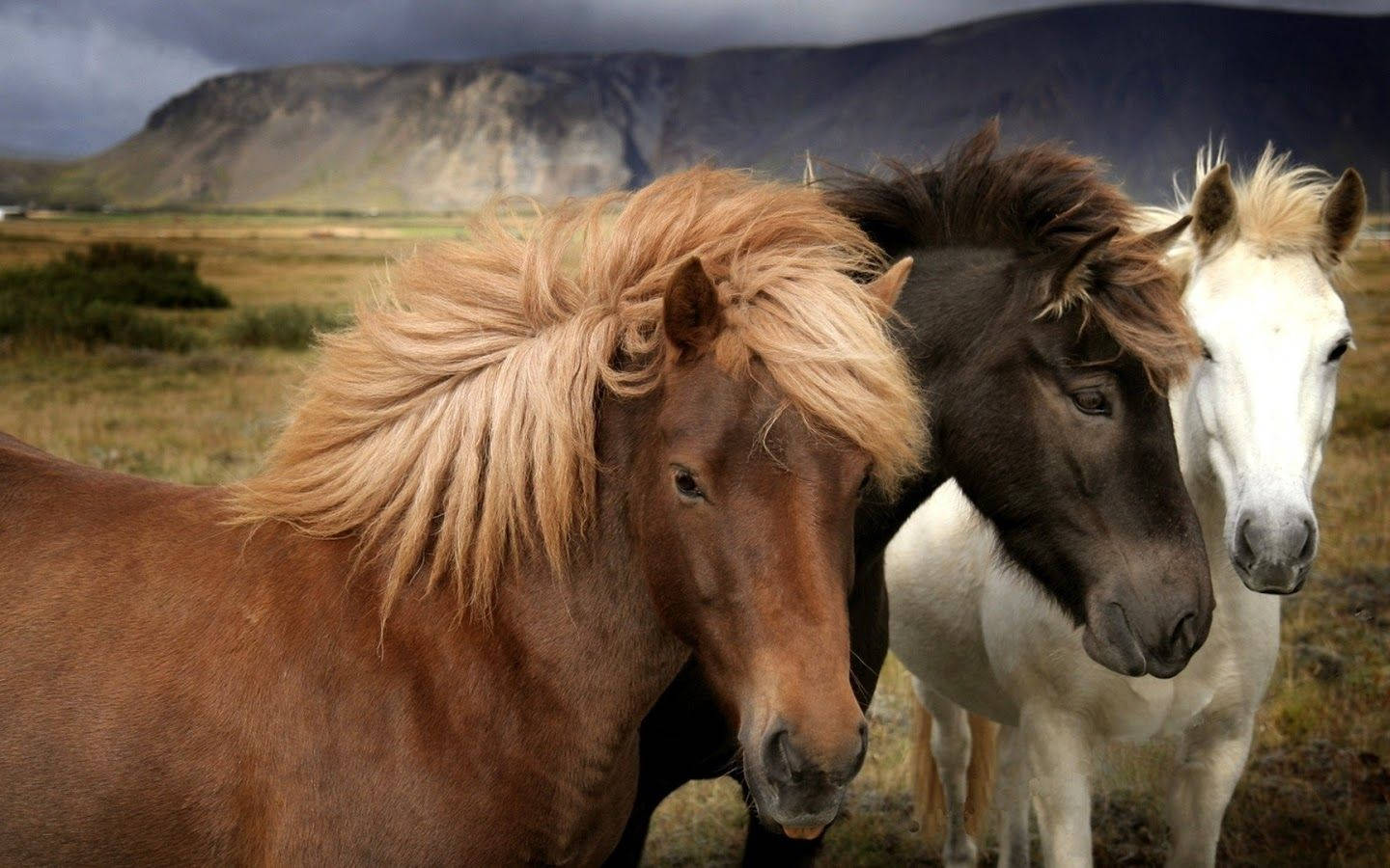 Beautiful Horses Wallpaper