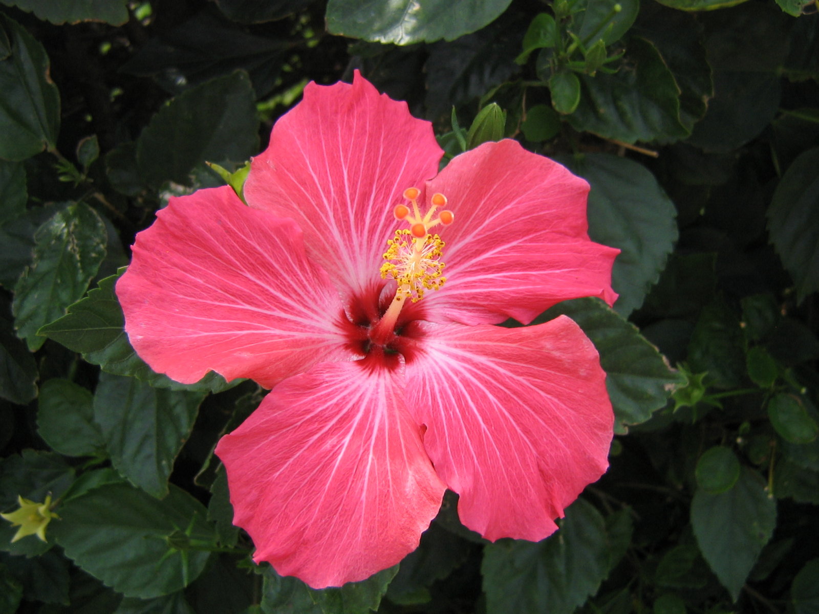 Hibiscus Wallpaper