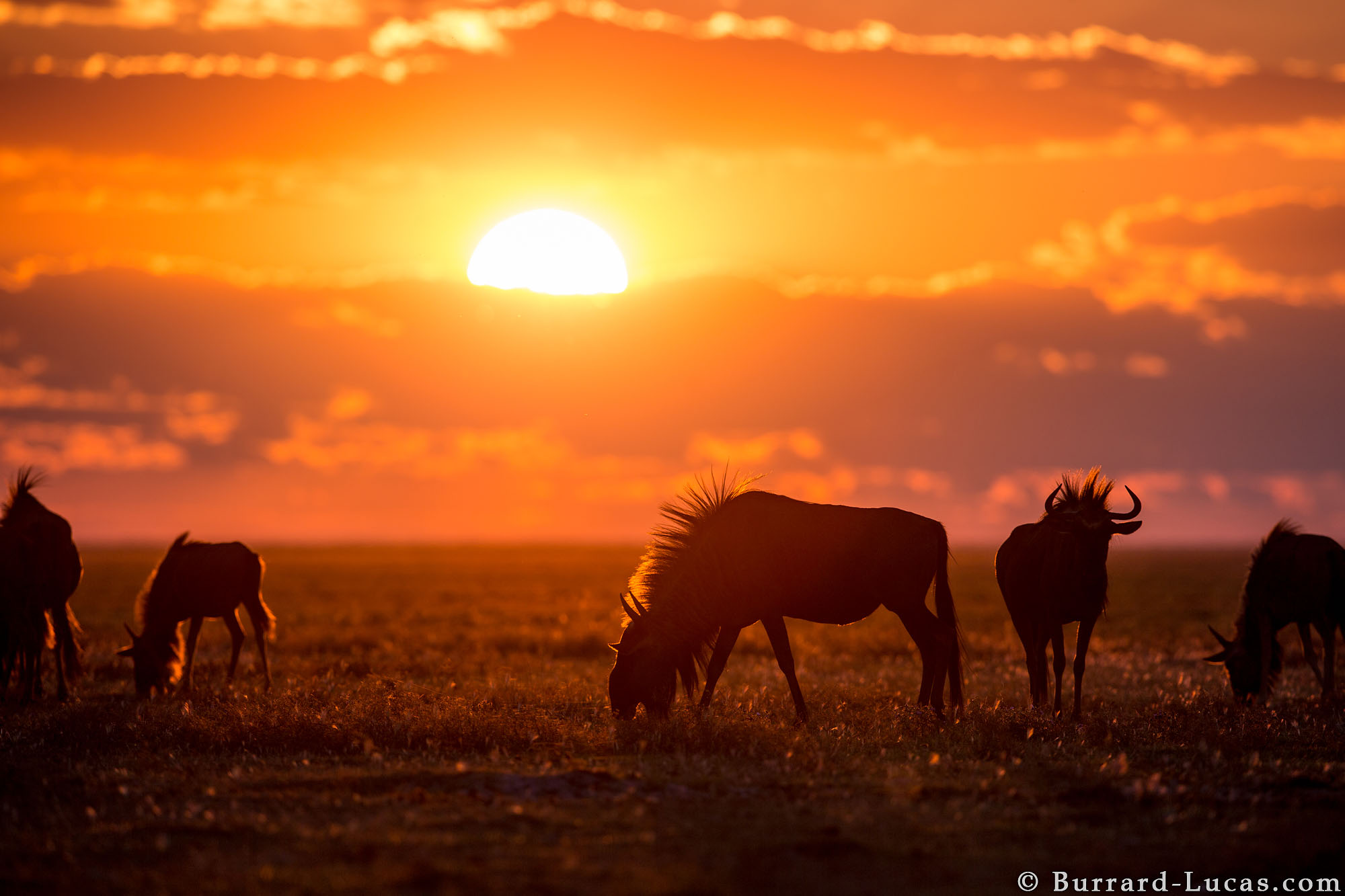 Silhouetted wildebeest graze against a vibrant sunset backdrop in the African savanna