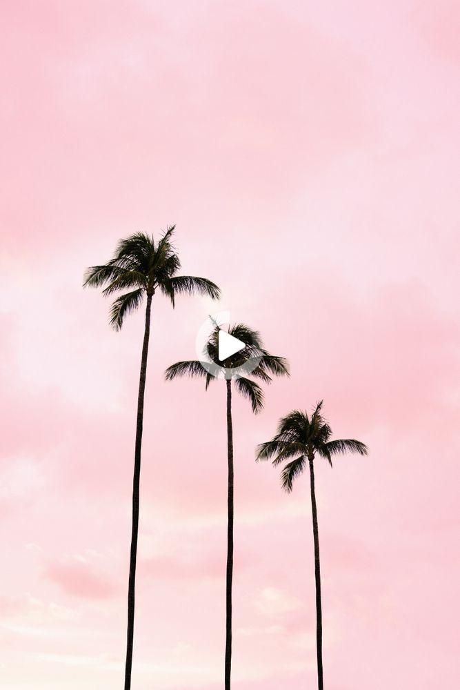 Redirecting in 2021 Palm tree photography Palm trees wallpaper 667x1000