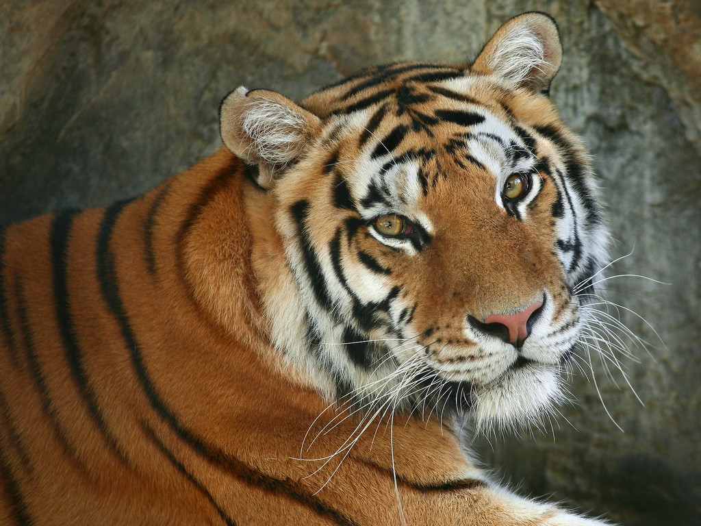 The Wild Life Re Royal Bengal Tiger