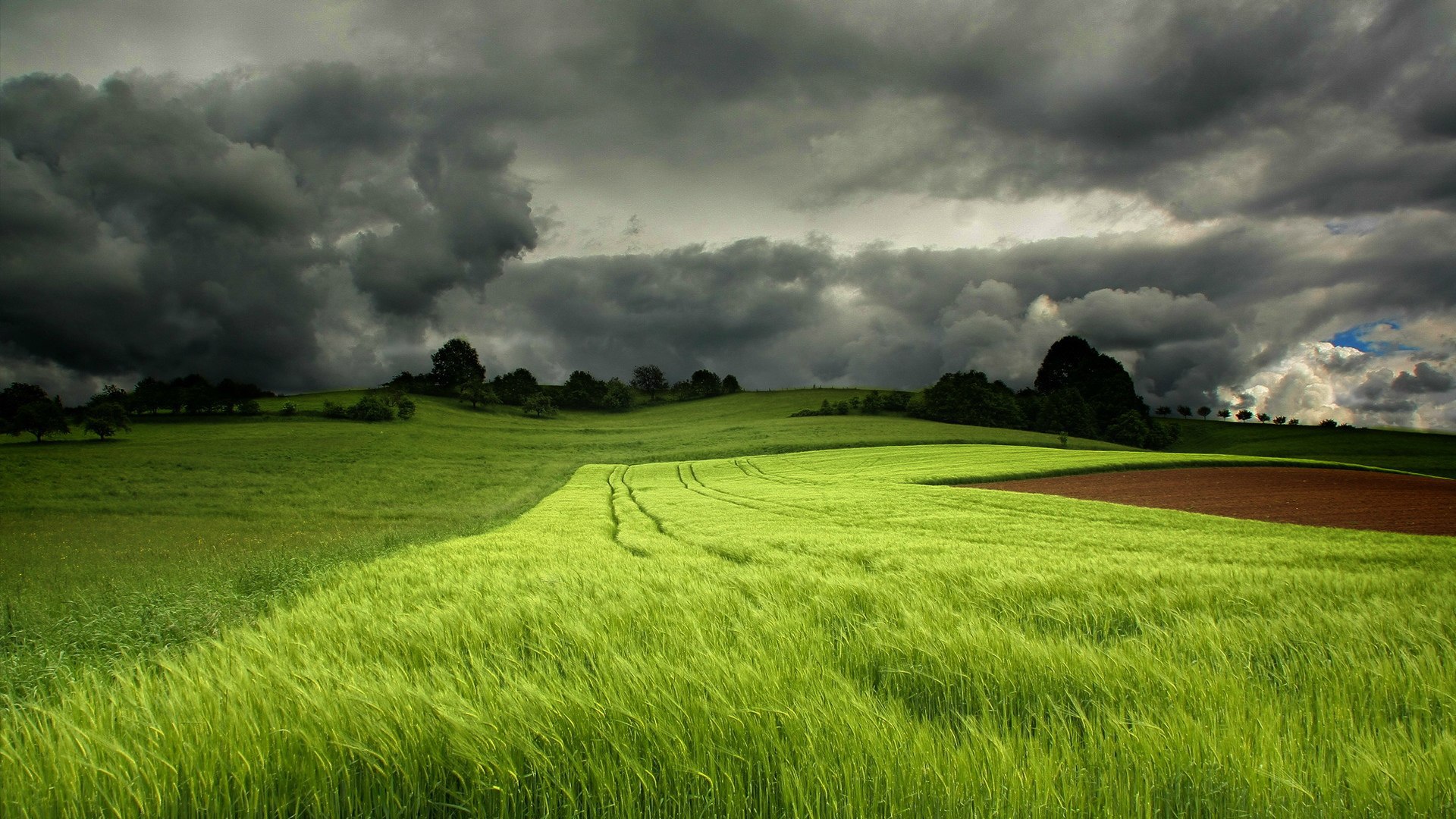 Storm Clouds Over A Field Of Green Wheat Wallpaper And Image
