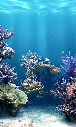 Coral Reefs HD Live Wallpaper For Android By Cute Animals Apps