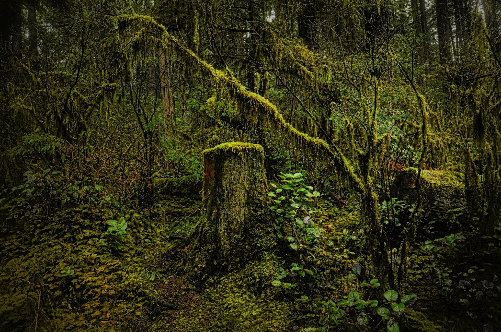 Nature Trees Wood Moss North Vancouver British Columbia Canada