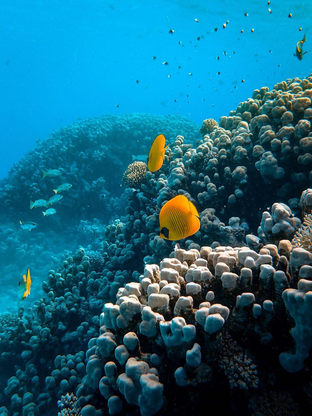 Fish Ocean Pictures Image