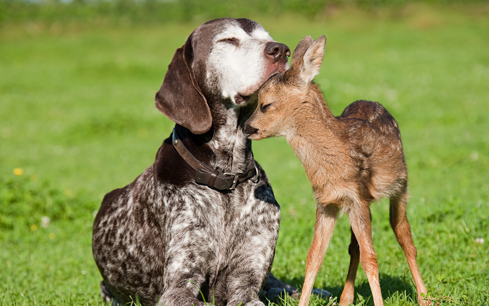 And Baby Deer Animals Friendship HD Wallpaper Nature